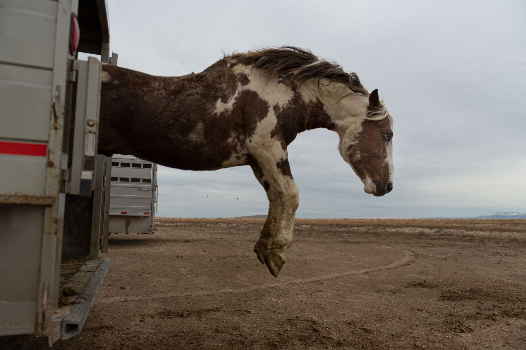 BLM releases 11 horses back into the wild
